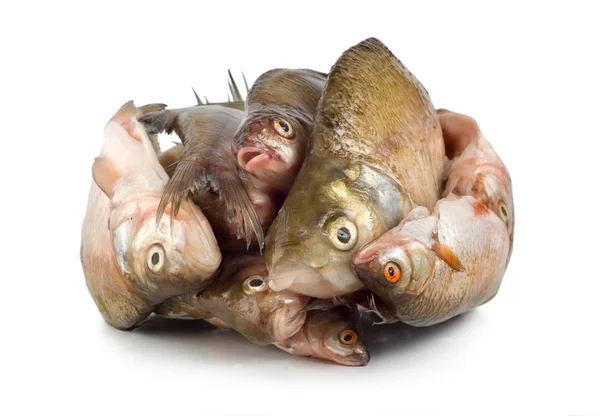 Ryby mrożone na białym tle — Zdjęcie stockowe