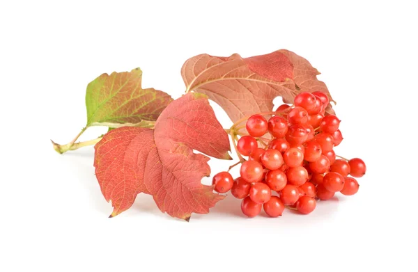 stock image Ripe viburnum