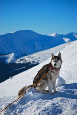 Siberian husky clipart