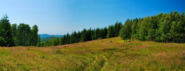Сшитая панорама горного луга — стоковое фото