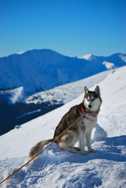 Siberian dış yapraklar