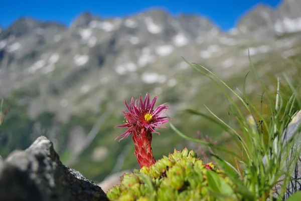 Alpin bitki — Stok fotoğraf