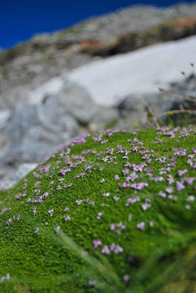 Alpina moss — Stockfoto
