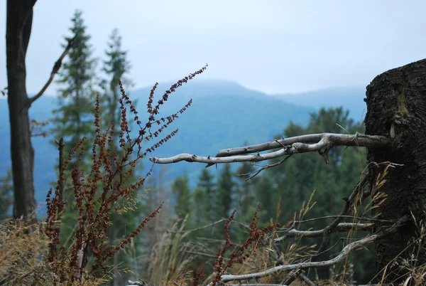 Orman Kayran — Stok fotoğraf