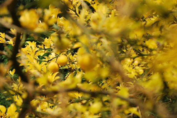Yellow lemon tree — Stock Photo, Image