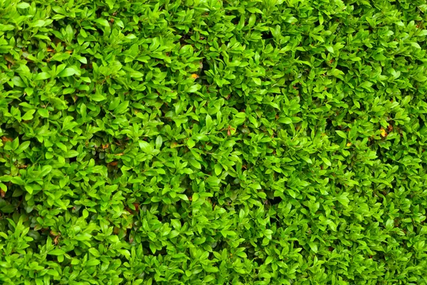 Arbustos verdes folhas — Fotografia de Stock