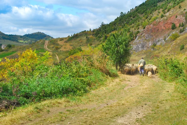 Пастух со своим стадом овец — стоковое фото
