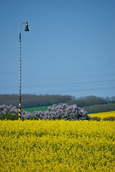 Lámpara en campo de nabo sueco — Foto de Stock