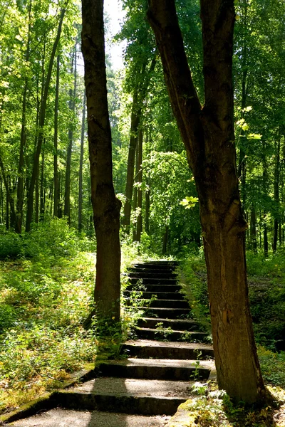 Лестница через деревья — стоковое фото