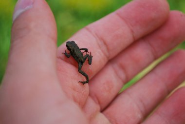 Tiny froglet clipart