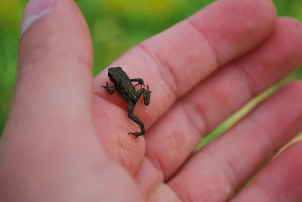 Tiny froglet — Stock Photo, Image