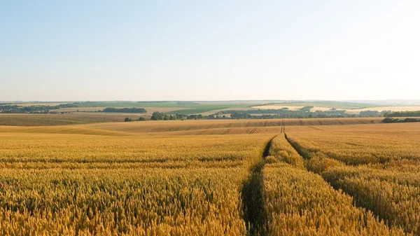 Дорога на пшеничном поле — стоковое фото