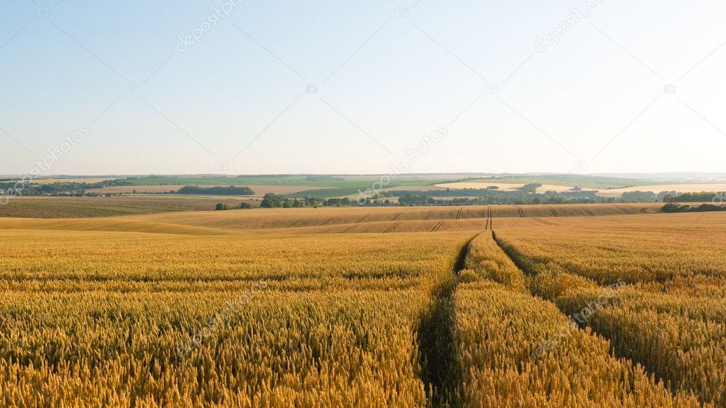Road in wheat field