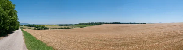 Field of barley — Stock Photo, Image