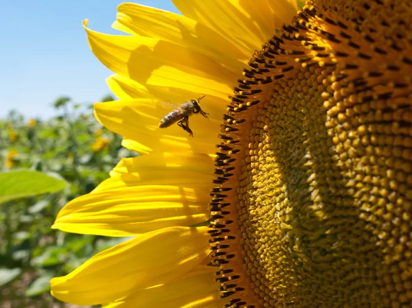 stock image Pollinating bee