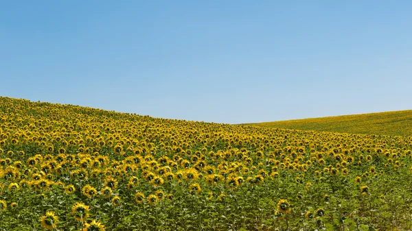 Sunflowers scenery — Stock Photo, Image