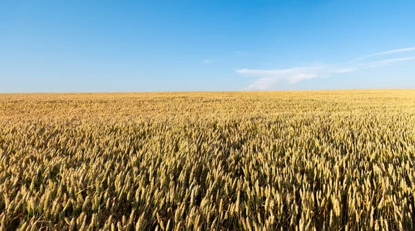 Созревание зерна — стоковое фото