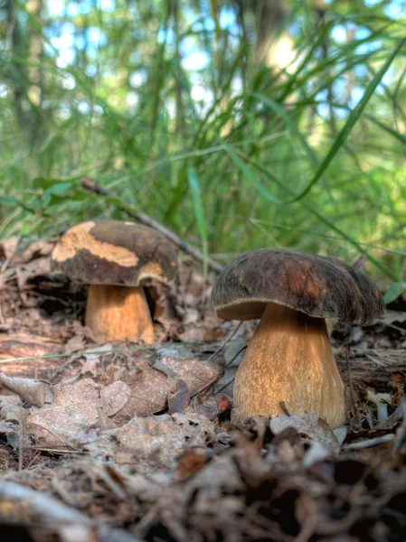 橡木蘑菇 — 图库照片