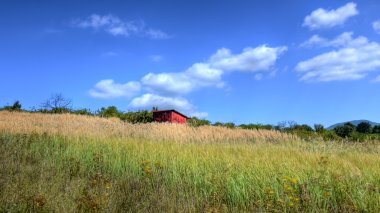 Overgrown vineyard