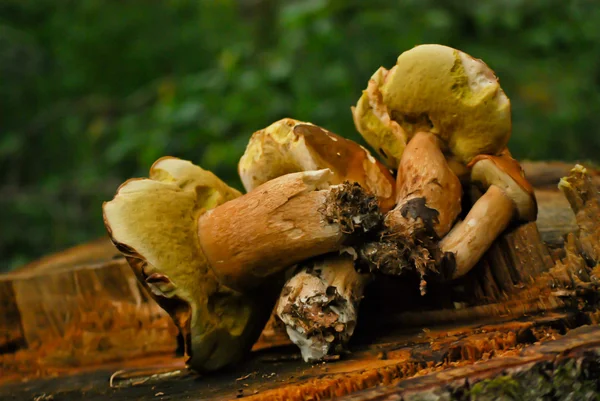 Frisch geerntete Pilze — Stockfoto