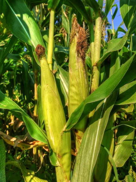 Rijpende maïs oren — Stockfoto