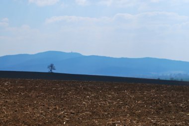 Lone tree ufukta