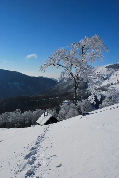 Trail in de sneeuw — Stockfoto