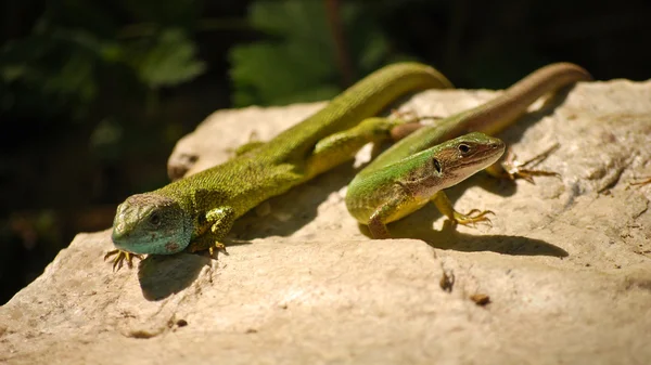 A couple of lizards — Stock Photo, Image