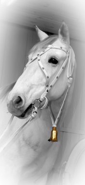 Horse white clipart
