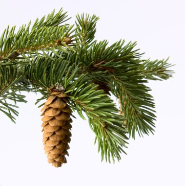 Fir-cone on a branch clipart