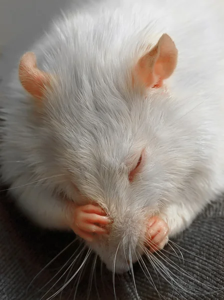 Rata blanca — Foto de Stock