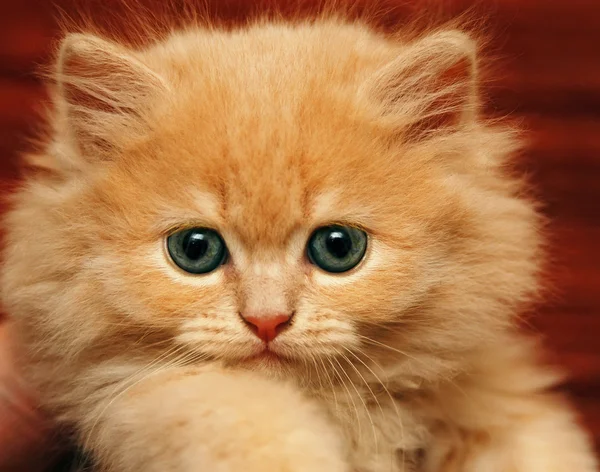 Muzzle small fluffy kitten — Stock Photo, Image
