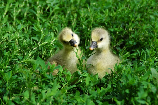 Goslings in the grass — Stock Photo, Image