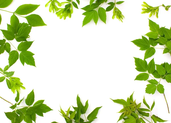 Frame photo of leaves — Stock Photo, Image