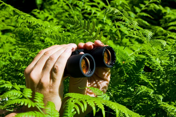 在手偷看从灌木丛的双筒望远镜 — 图库照片