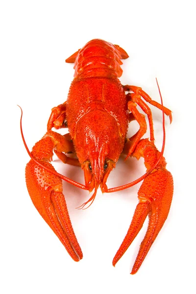 stock image Boiled crawfish is isolated on a white background