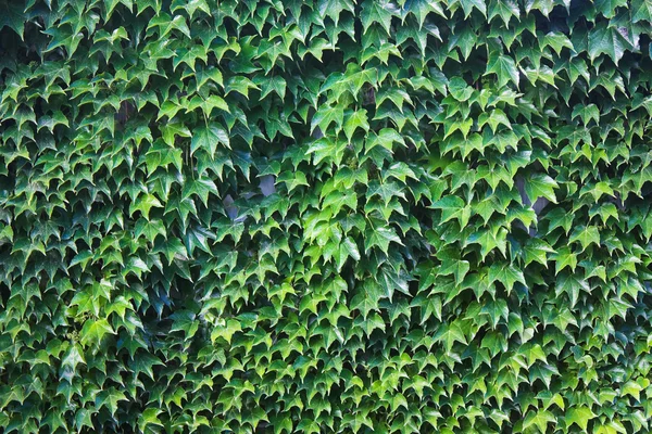 Texture Végétation Tropicale Méridionale — Photo