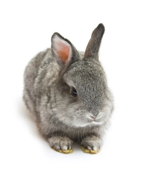 Frohes neues Jahr des Kaninchens — Stockfoto