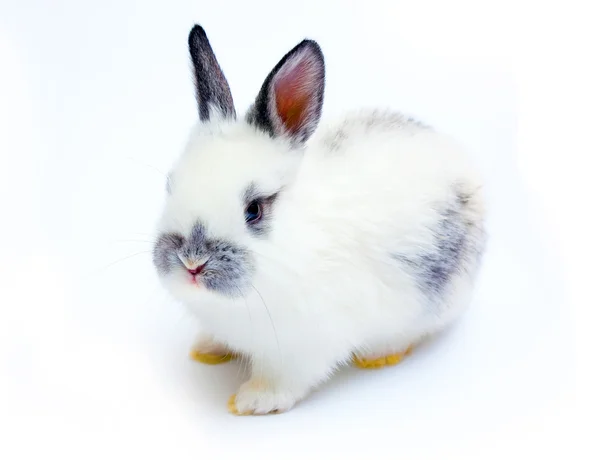Новим Роком Кролика Ізольовано Білому Тлі — стокове фото