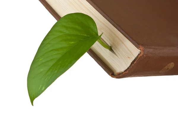 Βιβλίο Ένα Πράσινο Φύλλο Που Απομονώνονται Λευκό Φόντο — Φωτογραφία Αρχείου