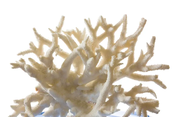 Coral isolado sobre um fundo branco — Fotografia de Stock