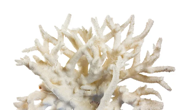 Corallo Isolato Fondo Bianco — Foto Stock