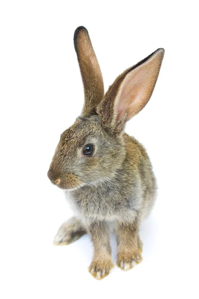 Conejo gris aislado sobre fondo blanco —  Fotos de Stock