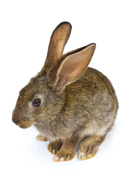 Beyaz arka planda izole edilmiş gri tavşan — Stok fotoğraf