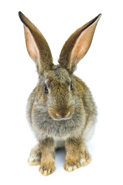 Šedý králík izolovaný na bílém pozadí — Stock fotografie