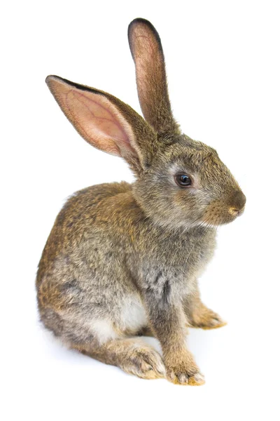 Happy New Year of rabbit — Stock Photo, Image
