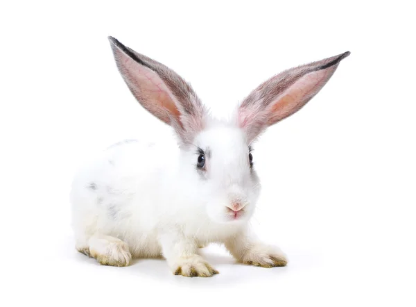 Happy New Year Rabbit Isolated White Background — Stock Photo, Image