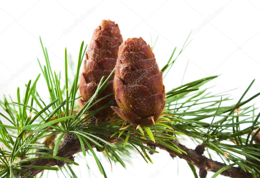 The branch of larch cones