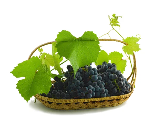 Bunch of grapes in a basket isolated on a white background — Stock Photo, Image