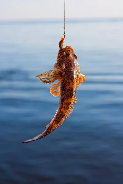 Рыба поймана — стоковое фото